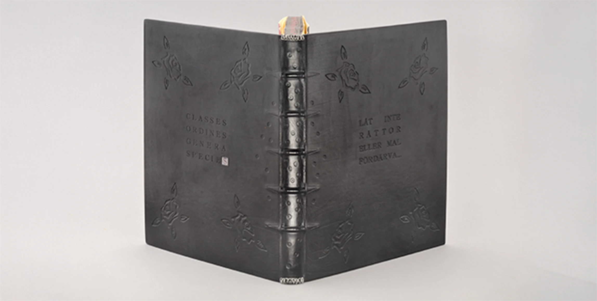 Bild på Mästarband 2007 av Adam Larsson.